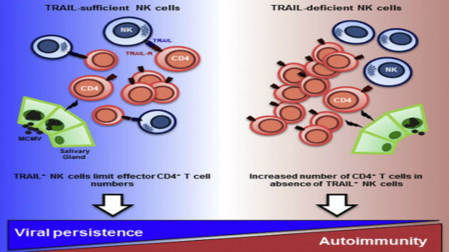 TRAIL NK cells autoimmunity
